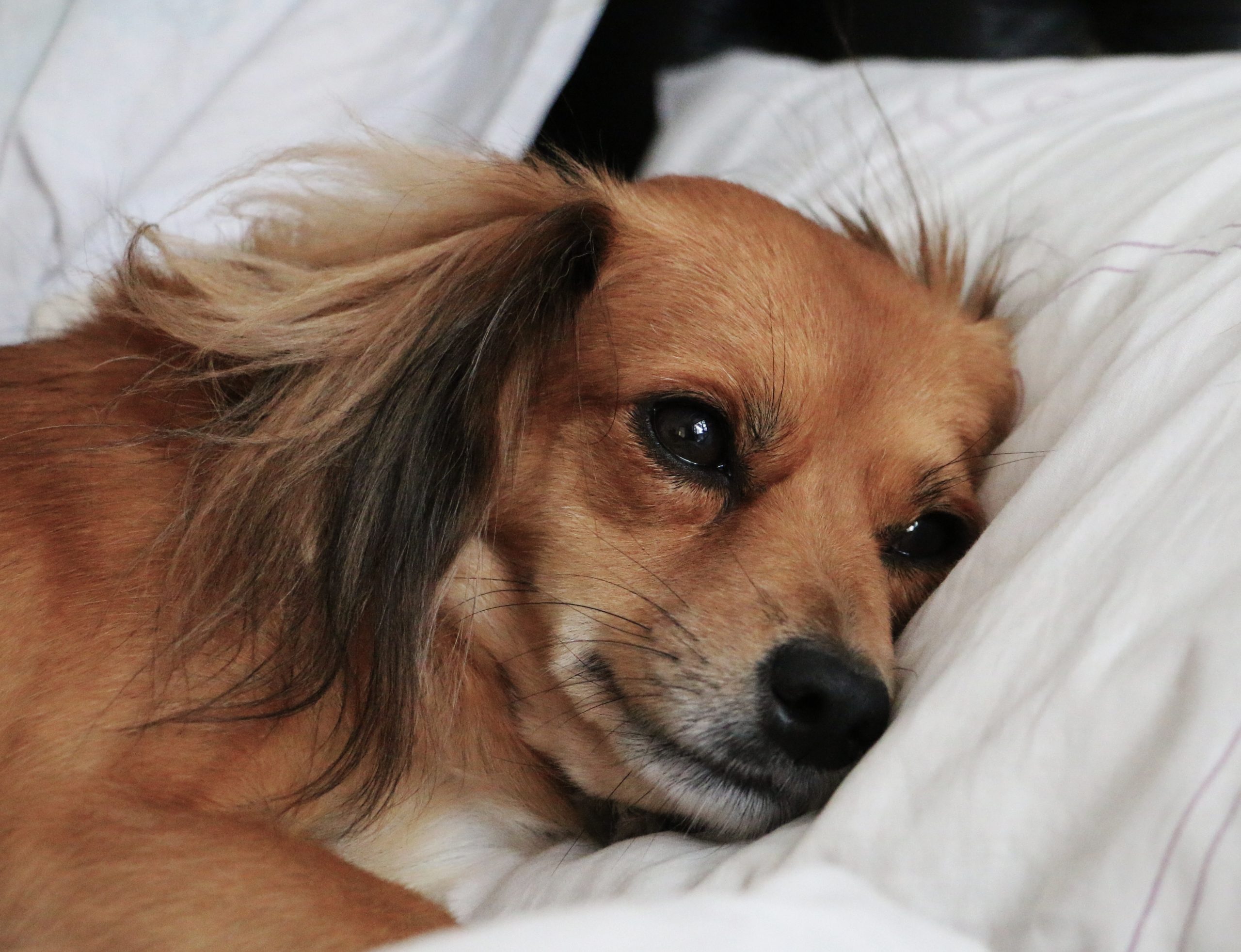 Ansiedad y depresión en perros: causas, síntomas y qué hacer