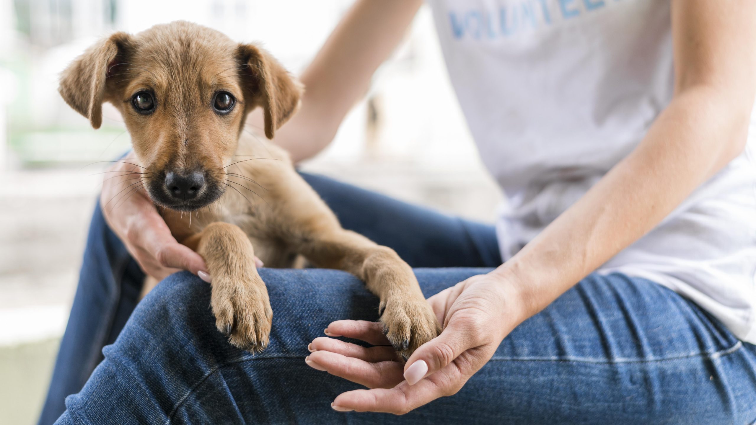 Beneficios sorprendentes de adoptar un perro