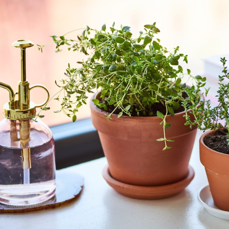 Ventajas de cultivar tomillo dentro de casa