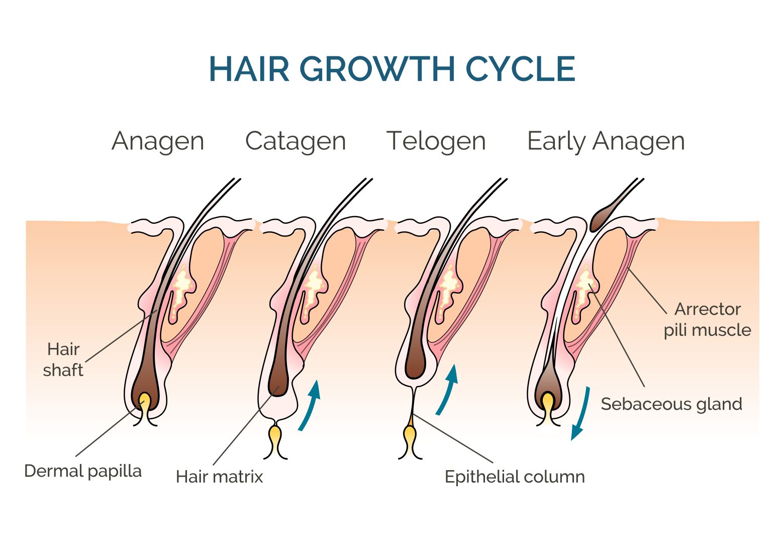 "Diagrama médico de la estructura del cabello y folículo piloso humano"